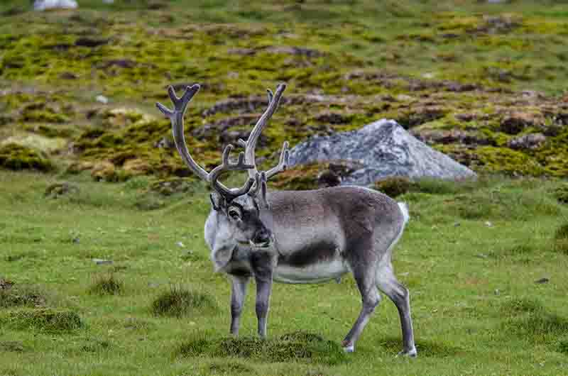 Reno - islas Svalbard - Noruega 7.jpg